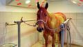 Solarium